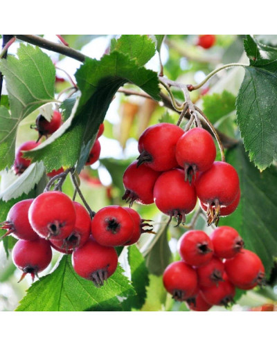 Глід звичайний плодовий | Crataegus laevigata | Боярышник обыкновенный плодовый