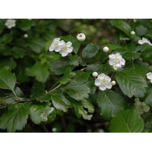 Глід звичайний плодовий | Crataegus laevigata | Боярышник обыкновенный плодовый
