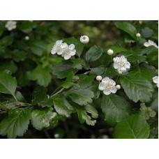 Глід звичайний плодовий | Crataegus laevigata | Боярышник обыкновенный плодовый