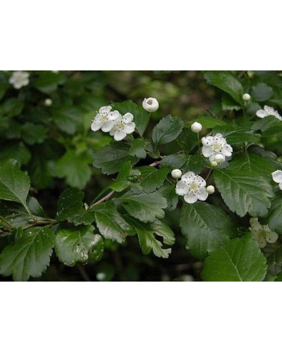 Глід звичайний плодовий | Crataegus laevigata | Боярышник обыкновенный плодовый
