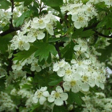 Глід звичайний плодовий | Crataegus laevigata | Боярышник обыкновенный плодовый