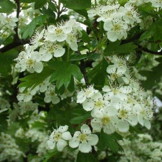 Глід звичайний плодовий | Crataegus laevigata | Боярышник обыкновенный плодовый