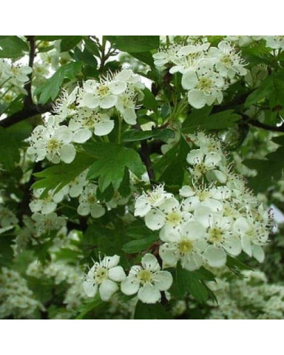 Глід звичайний плодовий | Crataegus laevigata | Боярышник обыкновенный плодовый