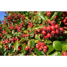 Глід звичайний плодовий | Crataegus laevigata | Боярышник обыкновенный плодовый