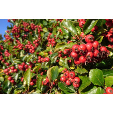 Глід звичайний плодовий | Crataegus laevigata | Боярышник обыкновенный плодовый