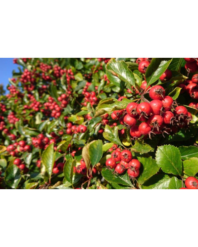 Глід звичайний плодовий | Crataegus laevigata | Боярышник обыкновенный плодовый