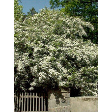 Глід звичайний плодовий | Crataegus laevigata | Боярышник обыкновенный плодовый