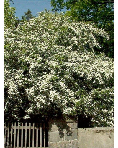 Глід звичайний плодовий | Crataegus laevigata | Боярышник обыкновенный плодовый