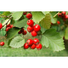 Глід звичайний плодовий | Crataegus laevigata | Боярышник обыкновенный плодовый