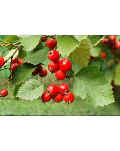 Глід звичайний плодовий | Crataegus laevigata | Боярышник обыкновенный плодовый