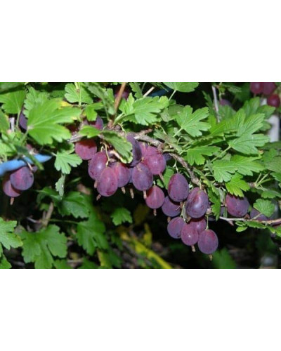 Аґрус Грушенька (середньопізній) | Ribes uva-crispa Grushenka | Крыжовник Грушенька (среднепоздний)