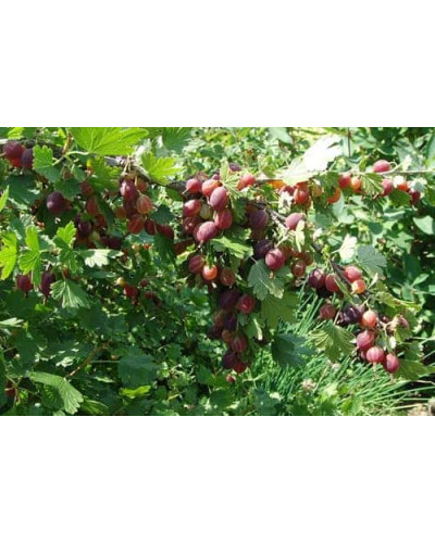 Аґрус Грушенька (середньопізній) | Ribes uva-crispa Grushenka | Крыжовник Грушенька (среднепоздний)