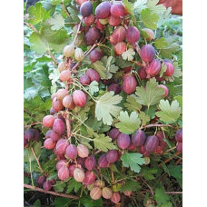 Аґрус Грушенька (середньопізній) | Ribes uva-crispa Grushenka | Крыжовник Грушенька (среднепоздний)