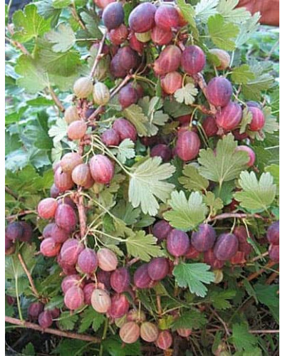 Аґрус Грушенька (середньопізній) | Ribes uva-crispa Grushenka | Крыжовник Грушенька (среднепоздний)