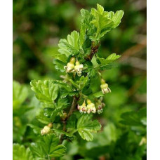 Аґрус Грушенька (середньопізній) | Ribes uva-crispa Grushenka | Крыжовник Грушенька (среднепоздний)