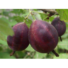 Аґрус Грушенька (середньопізній) | Ribes uva-crispa Grushenka | Крыжовник Грушенька (среднепоздний)