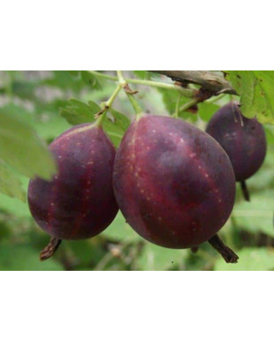 Аґрус Грушенька (середньопізній) | Ribes uva-crispa Grushenka | Крыжовник Грушенька (среднепоздний)