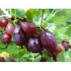 Аґрус Грушенька (середньопізній) | Ribes uva-crispa Grushenka | Крыжовник Грушенька (среднепоздний)