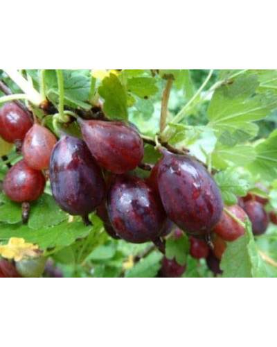 Аґрус Грушенька (середньопізній) | Ribes uva-crispa Grushenka | Крыжовник Грушенька (среднепоздний)