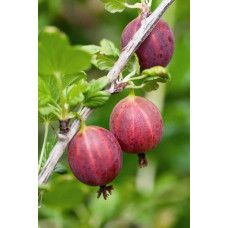 Аґрус Колобок (середній) |  Ribes uva-crispa Bun | Крыжовник Колобок (средний)