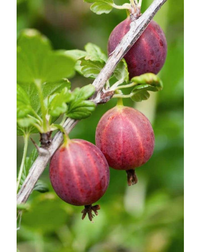 Аґрус Колобок (середній) | Ribes uva-crispa Bun | Крыжовник Колобок (средний)