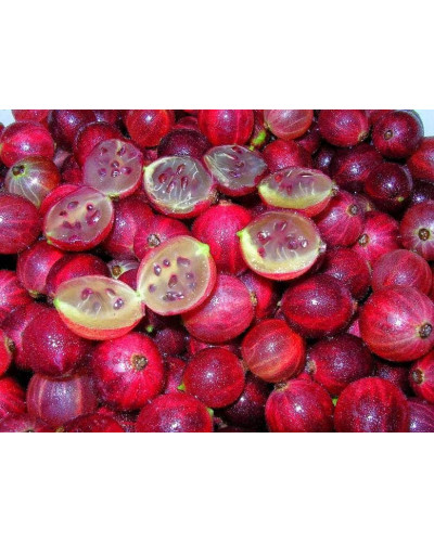 Аґрус Колобок (середній) | Ribes uva-crispa Bun | Крыжовник Колобок (средний)