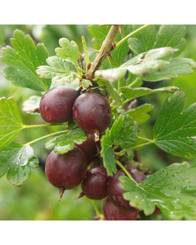 Аґрус Колобок (середній) | Ribes uva-crispa Bun | Крыжовник Колобок (средний)