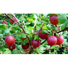 Аґрус Колобок (середній) |  Ribes uva-crispa Bun | Крыжовник Колобок (средний)