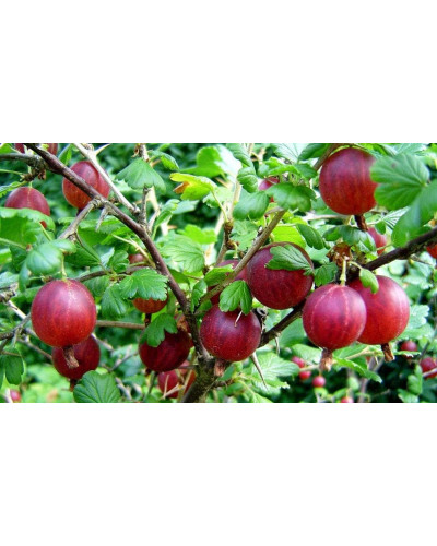 Аґрус Колобок (середній) | Ribes uva-crispa Bun | Крыжовник Колобок (средний)