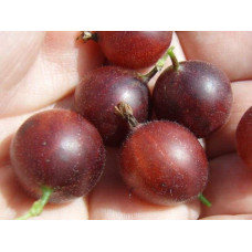 Аґрус Колобок (середній) |  Ribes uva-crispa Bun | Крыжовник Колобок (средний)