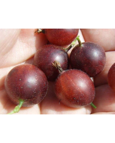 Аґрус Колобок (середній) | Ribes uva-crispa Bun | Крыжовник Колобок (средний)