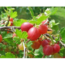 Аґрус Колобок (середній) |  Ribes uva-crispa Bun | Крыжовник Колобок (средний)