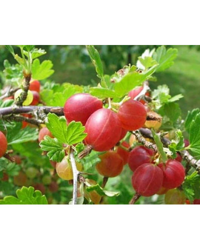 Аґрус Колобок (середній) | Ribes uva-crispa Bun | Крыжовник Колобок (средний)