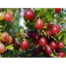 Аґрус Колобок (середній) |  Ribes uva-crispa Bun | Крыжовник Колобок (средний)
