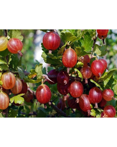 Аґрус Колобок (середній) | Ribes uva-crispa Bun | Крыжовник Колобок (средний)