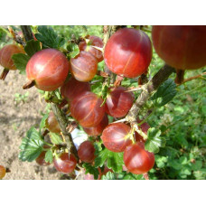 Аґрус Колобок (середній) |  Ribes uva-crispa Bun | Крыжовник Колобок (средний)