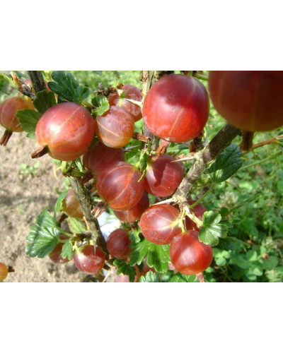 Аґрус Колобок (середній) | Ribes uva-crispa Bun | Крыжовник Колобок (средний)