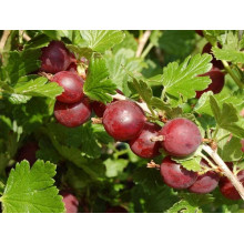 Аґрус Колобок (середній) |  Ribes uva-crispa Bun | Крыжовник Колобок (средний)