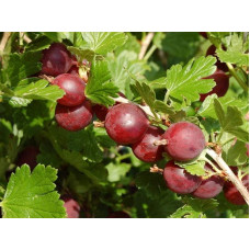 Аґрус Колобок (середній) |  Ribes uva-crispa Bun | Крыжовник Колобок (средний)