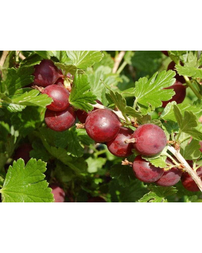 Аґрус Колобок (середній) | Ribes uva-crispa Bun | Крыжовник Колобок (средний)