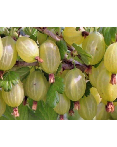 Аґрус Російський жовтий (середній) | Ribes uva-crispa Russkiy zheltiy | Крыжовник Русский желтый (средний)