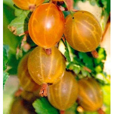 Аґрус Російський жовтий (середній) | Ribes uva-crispa Russkiy zheltiy | Крыжовник Русский желтый (средний)