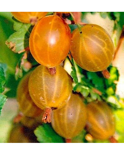 Аґрус Російський жовтий (середній) | Ribes uva-crispa Russkiy zheltiy | Крыжовник Русский желтый (средний)