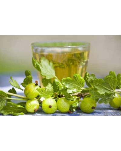 Аґрус Російський жовтий (середній) | Ribes uva-crispa Russkiy zheltiy | Крыжовник Русский желтый (средний)