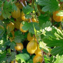 Аґрус Російський жовтий (середній) | Ribes uva-crispa Russkiy zheltiy | Крыжовник Русский желтый (средний)
