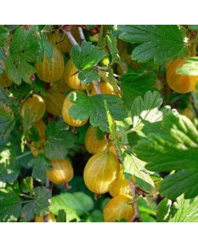 Аґрус Російський жовтий (середній) | Ribes uva-crispa Russkiy zheltiy | Крыжовник Русский желтый (средний)