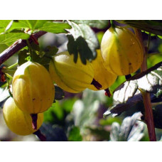 Аґрус Російський жовтий (середній) | Ribes uva-crispa Russkiy zheltiy | Крыжовник Русский желтый (средний)
