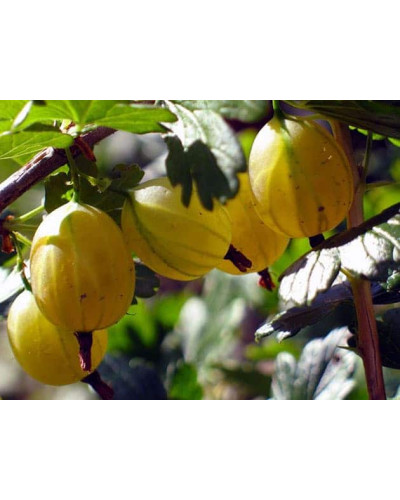 Аґрус Російський жовтий (середній) | Ribes uva-crispa Russkiy zheltiy | Крыжовник Русский желтый (средний)