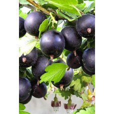 Аґрус Чорномор (пізній) | Ribes uva-crispa Chornomor | Крыжовник Черномор (поздний)