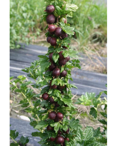 Аґрус Чорномор (пізній) | Ribes uva-crispa Chornomor | Крыжовник Черномор (поздний)